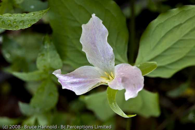 TRILLIUM IN PINK